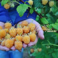 Малина ЗОЛОТОЙ ГИГАНТ (Россия) (КРУПНОМЕР! ОГРОМНЫЙ КУСТ, УРОЖАЙ В ГОД ПОСАДКИ) Малина ЗОЛОТОЙ ГИГАНТ (Россия) (КРУПНОМЕР! ОГРОМНЫЙ КУСТ, УРОЖАЙ В ГОД ПОСАДКИ)